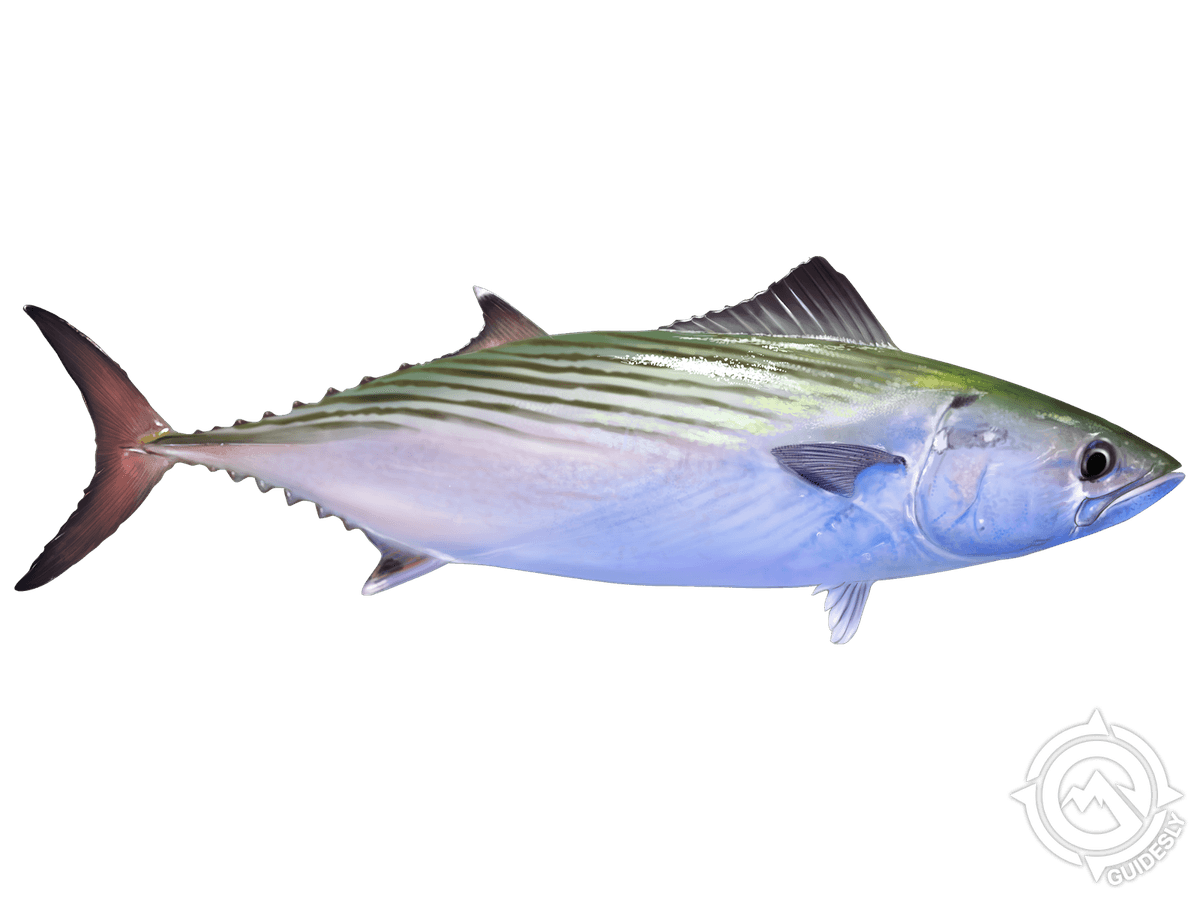 bonito fishing sandy hook Discover must-catch fish species in New Jersey!